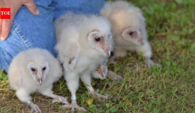 Six fluffy barn owlets were found nesting on a farm near Peterborough, bringing good news after the farm faced six suspected arson attacks this summer