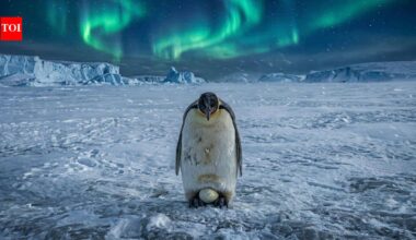 Every Antarctic winter, male emperor penguins stand for two months without food to protect a single egg |