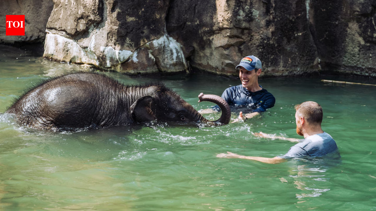 A baby elephant’s mother rejected her at birth. Her keeper refused to leave her side for nearly a month |