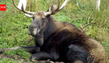 In 1904, Newfoundland released four moose to attract hunters; their population later reached 200,000 and began reshaping the island’s forests