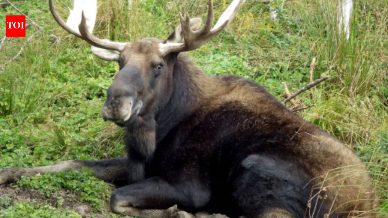 In 1904, Newfoundland released four moose to attract hunters; their population later reached 200,000 and began reshaping the island’s forests