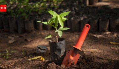 Bangladesh plans to plant 250 million trees in five years; conservationists warn the wrong trees could damage entire ecosystems