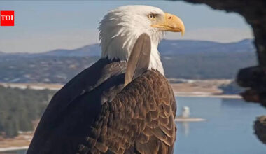 Big Bear bald eagle Jackie's health update: Lead poisoning ruled out, bright and strong but critical after life-saving blood transfusion
