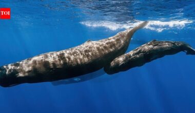 Scientists find sperm whales blow bubbles to stay upright while sleeping, a tiny buoyancy trick that keeps the ocean's biggest predators resting just below the surface |
