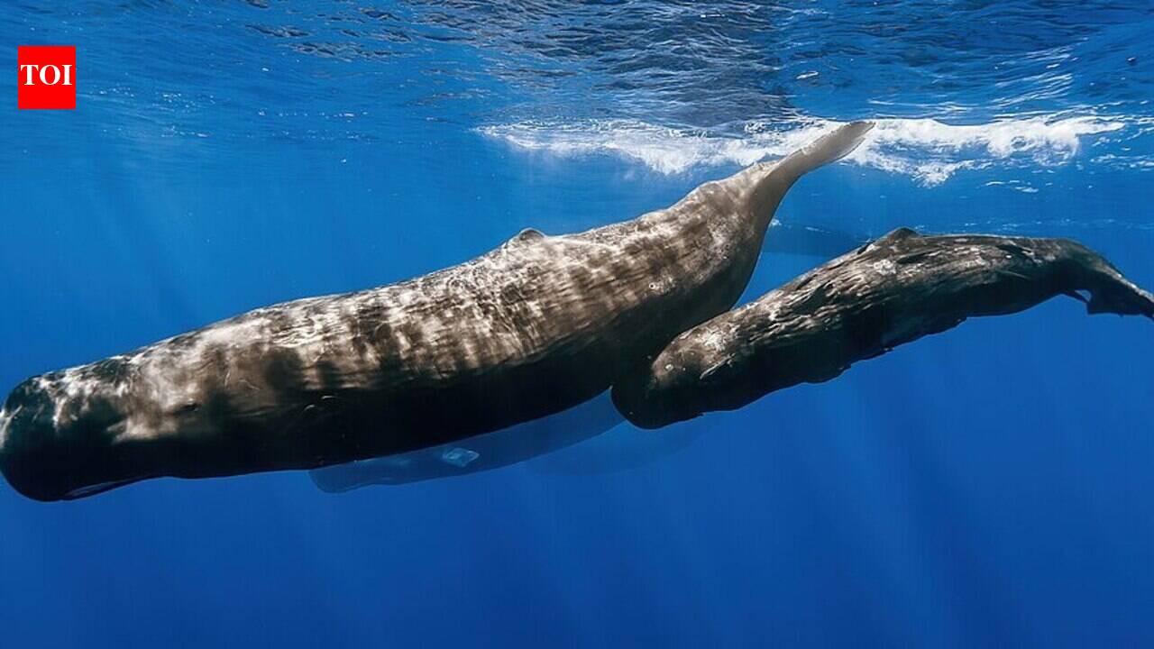 Scientists find sperm whales blow bubbles to stay upright while sleeping, a tiny buoyancy trick that keeps the ocean's biggest predators resting just below the surface |