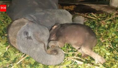 Orphaned once, Dudhwa elephant now faces separation from surrogate family | Bareilly News