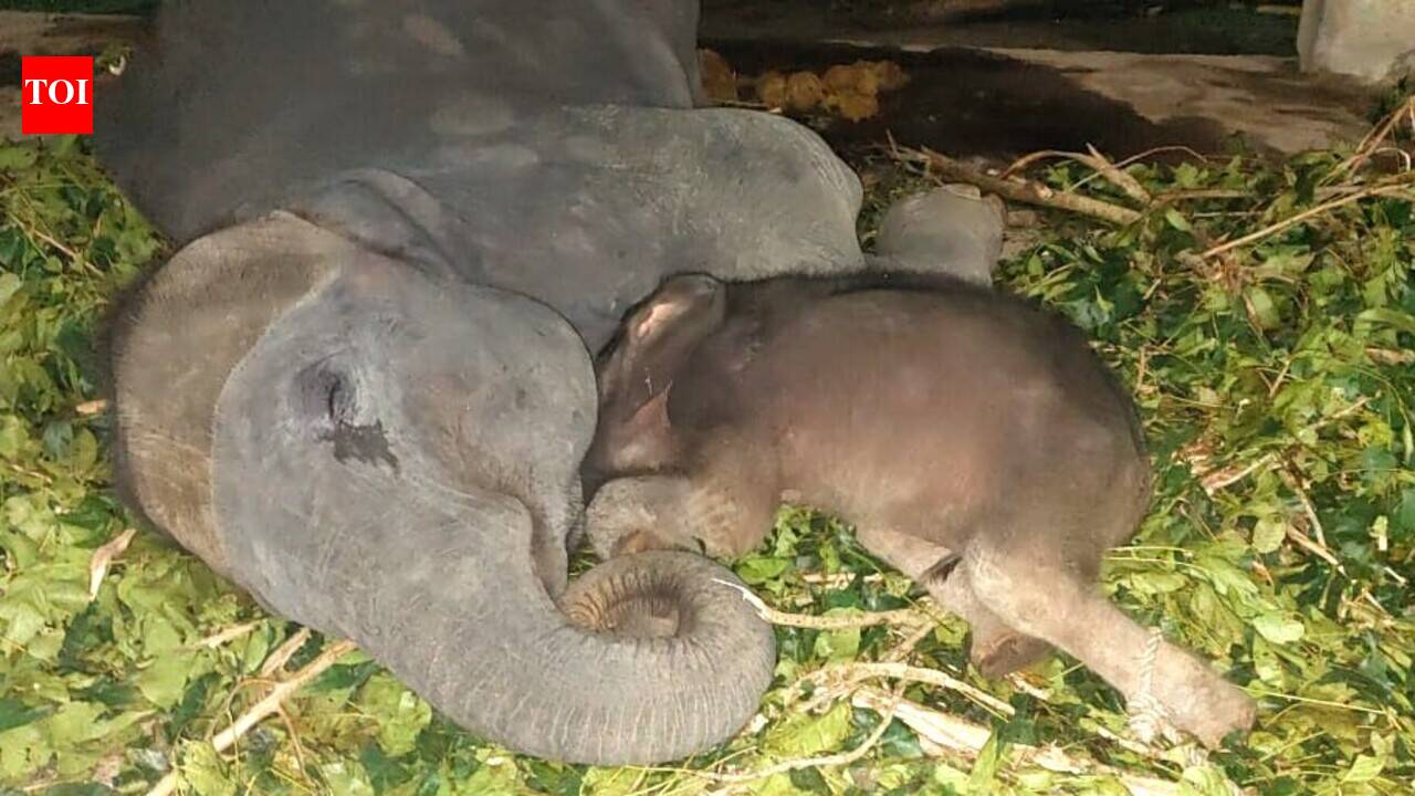 Orphaned once, Dudhwa elephant now faces separation from surrogate family | Bareilly News