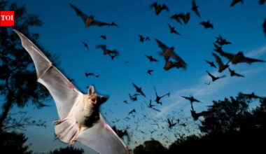 Scientists found that Japanese horseshoe bats living together in crowded colonies solve a noisy sonar problem by gradually shifting their echolocation calls to match each other's frequency