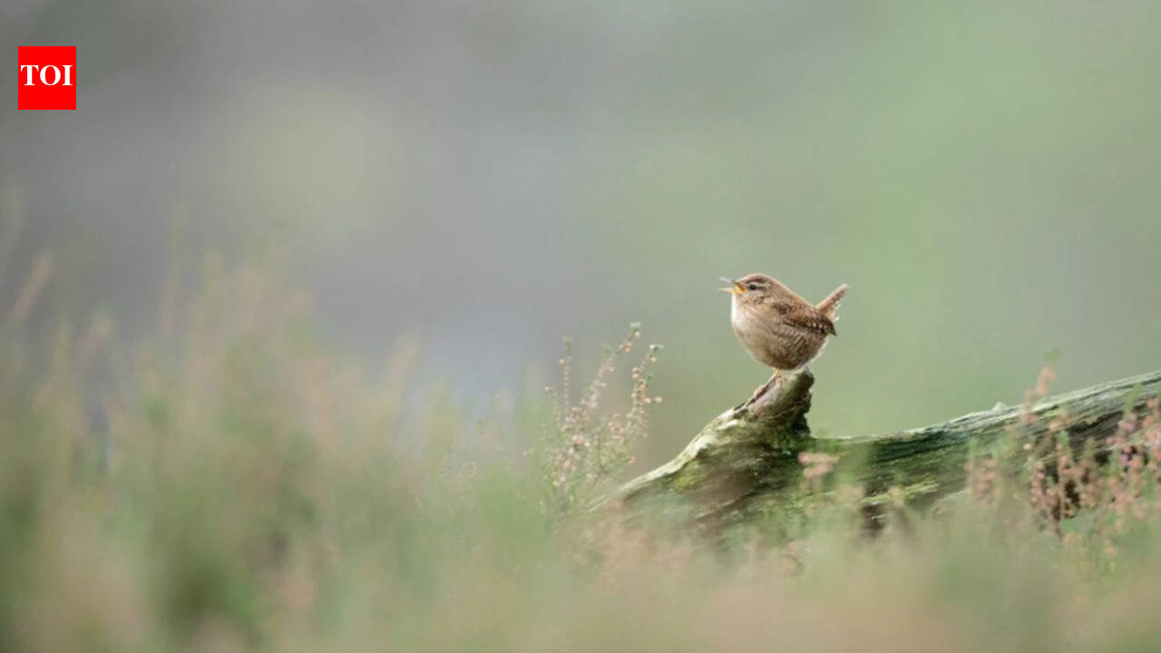 Researchers used AI to study more than 116,000 birdsong recordings from over 3,000 species and discovered that despite their huge variety, birdsongs across the world are built from only eight basic acoustic building blocks