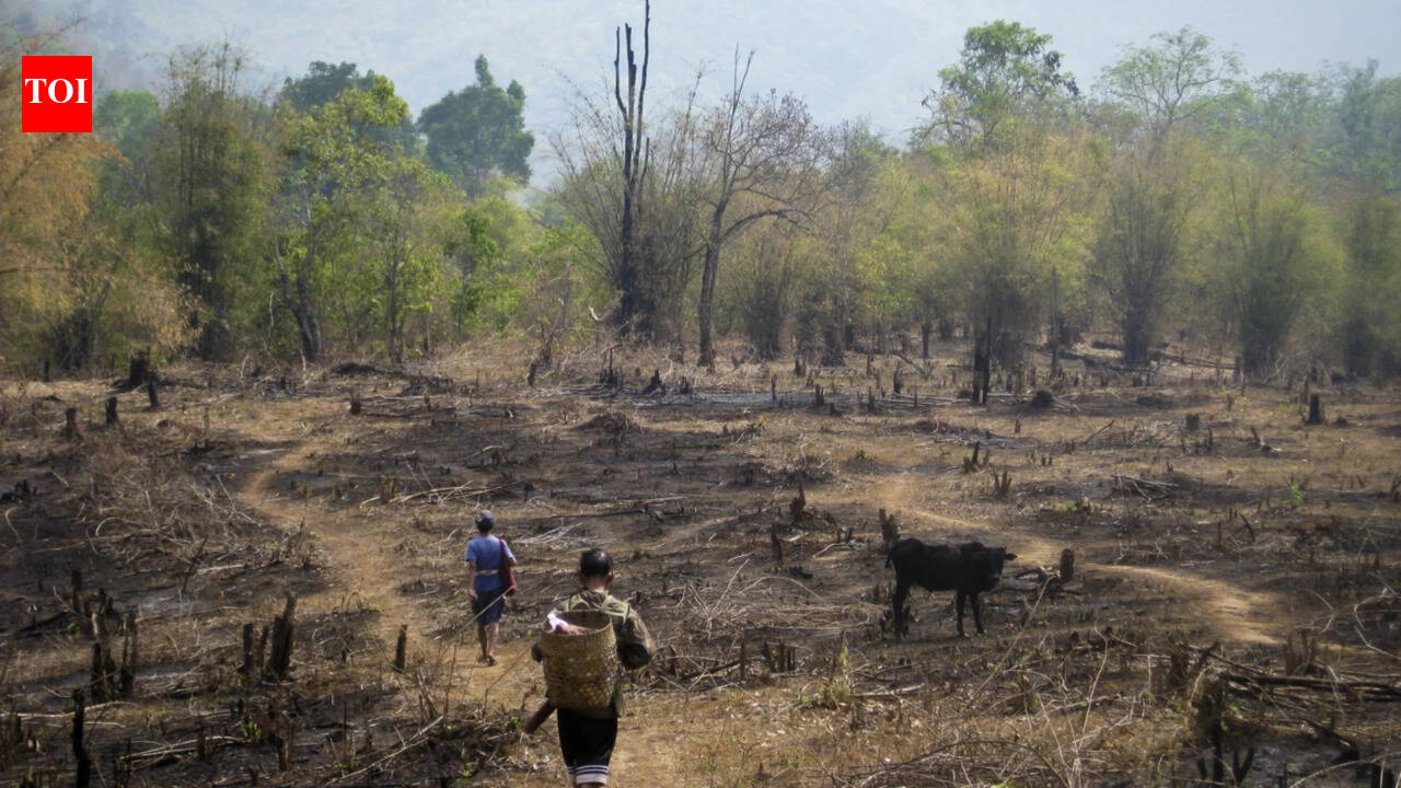 Slash-and-burn farming was blamed for destroying rainforests, but a study of 18,000 forest patches found community rules can limit clearing and allow trees to return