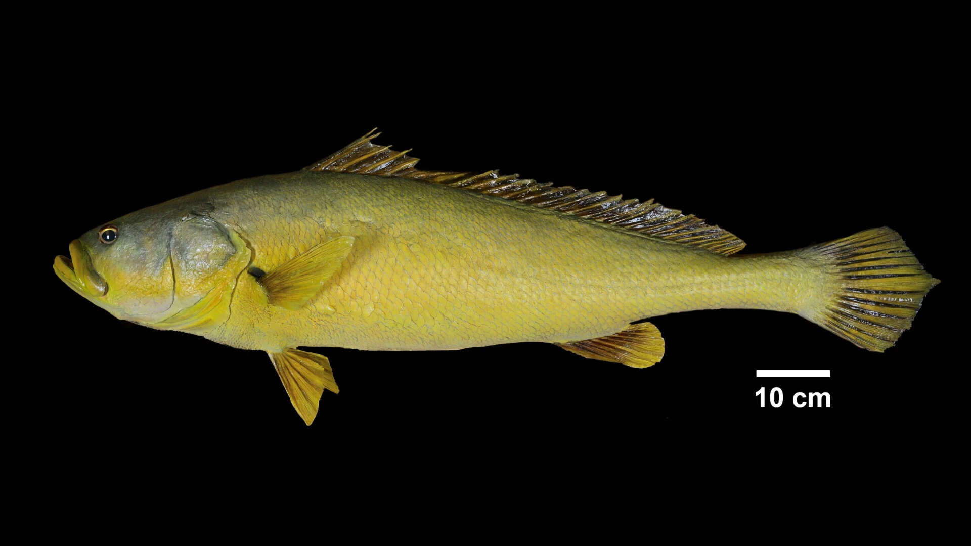Trace DNA reveals critically endangered Chinese bahaba in Hong Kong after decade without records -