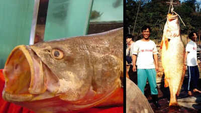 The Chinese bahaba, a critically endangered fish nicknamed the 'Panda of the Sea,' was missing from Hong Kong for over a decade, until its DNA gave it away