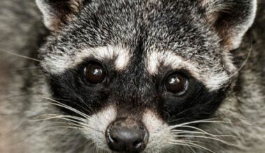 Who Is ‘Jimothy’? The Viral, Round Raccoon, Explained