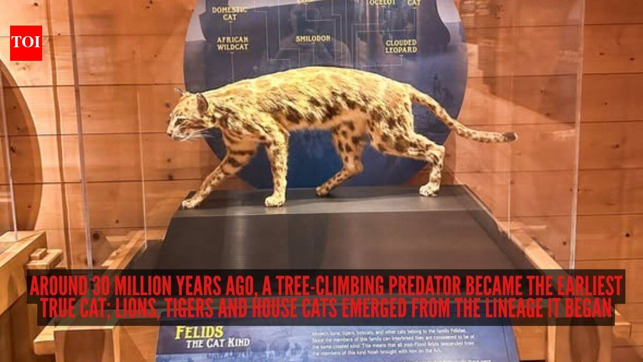 Around 30 million years ago, a tree-climbing predator became the earliest true cat; lions, tigers and house cats emerged from the lineage it began