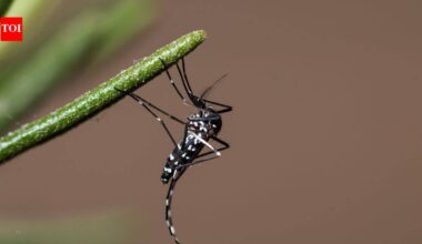 Conservationists removed tens of thousands of invasive rats from a Pacific island to save its wildlife; they accidentally wiped out an aggressive mosquito species too