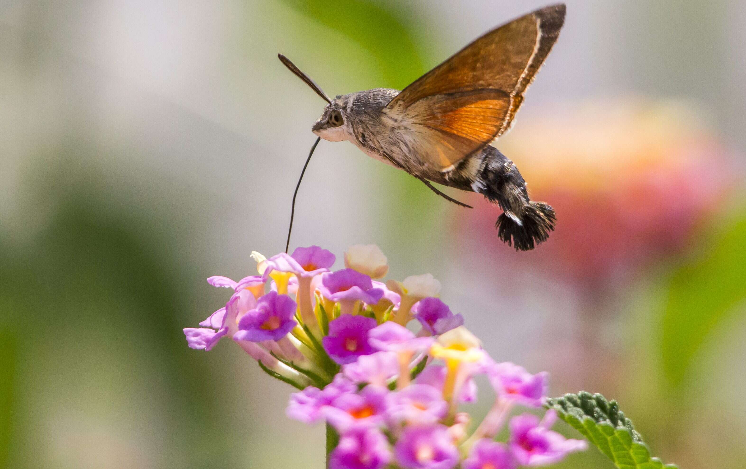 The confusingly enormous hummingbird hawk-moth that looks set to become a regular fixture in British gardens -