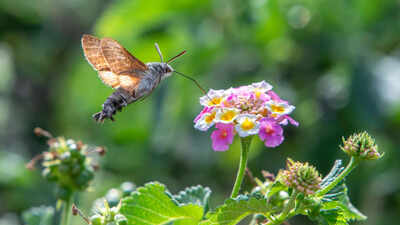 Hummingbird hawkmoths may have their own version of being left-handed or right-handed, using one preferred eye and one side of their long proboscis together to search flowers