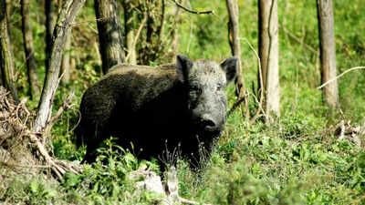 In 1802, a French explorer released pigs on Kangaroo Island; 224 years later, Australia has finally removed them