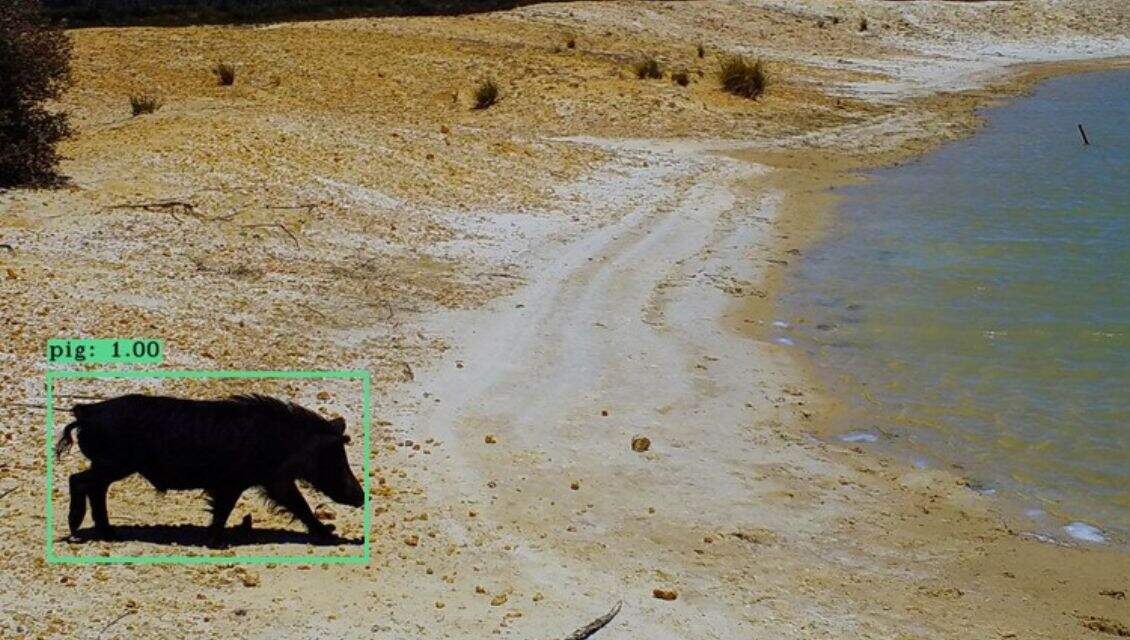 The Kangaroo Island Feral Pig Eradication Program removed 878 feral pigs, with the last known sows removed in March 2024. -
