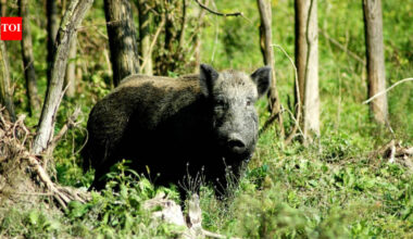 In 1802, a French explorer released pigs on Kangaroo Island; 224 years later, Australia has finally removed them
