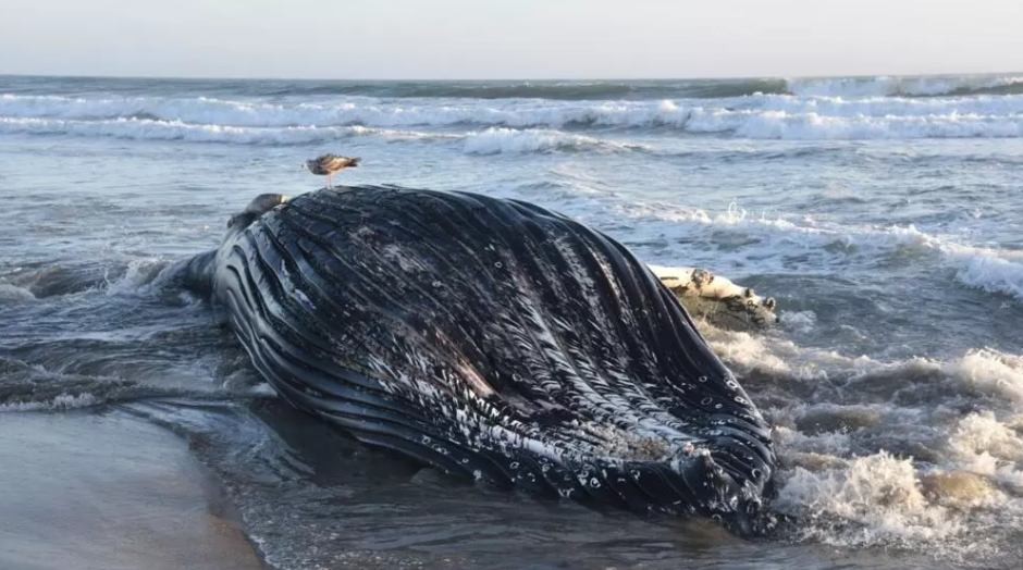 A juvenile humpback whale washed ashore after dying from domoic acid poisoning in Monterey Bay -
