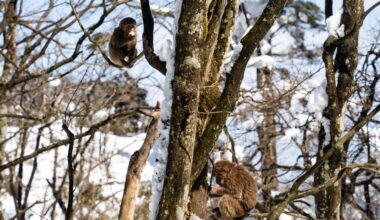 When darkness fell during the total solar eclipse, zoo animals responded in wildly different ways