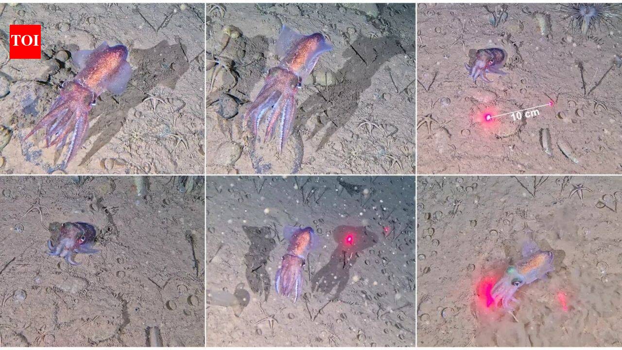 Scientists filmed this rare Arctic squid in the wild for the first time, guarding its eggs in sub-zero water inside the world’s largest national park