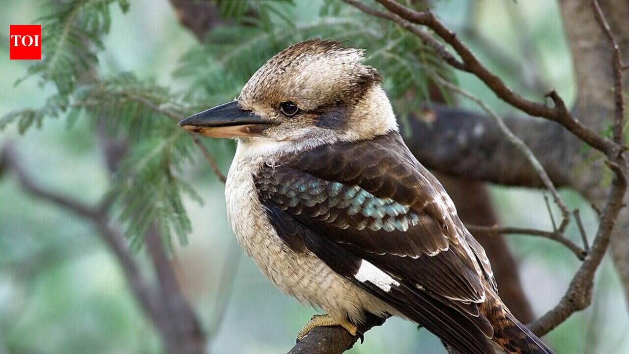In 1897, Western Australia began releasing hundreds of eastern kookaburras to control snakes; they spread across the south-west and began hunting native birds, lizards and frogs | World News