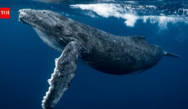 Nearly 300 humpback whales gathered off South Africa; decades after hunting reduced their numbers below 10,000, the population has crossed 100,000