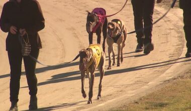 Greyhound racing on home straight ahead of ban