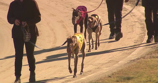 Greyhound racing on home straight ahead of ban