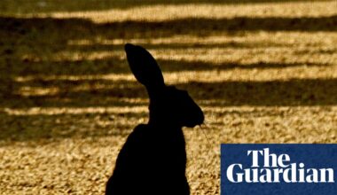 Country diary: Dark against the gold wheat stubble, the hares sit tall like a hieroglyph | Wildlife