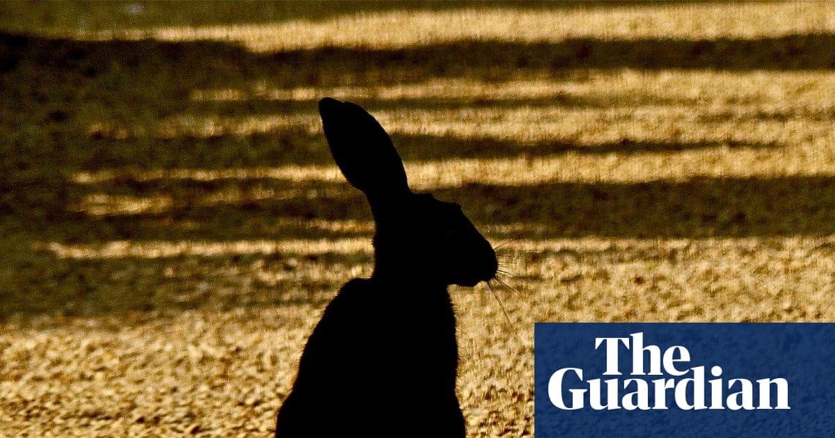 Country diary: Dark against the gold wheat stubble, the hares sit tall like a hieroglyph | Wildlife