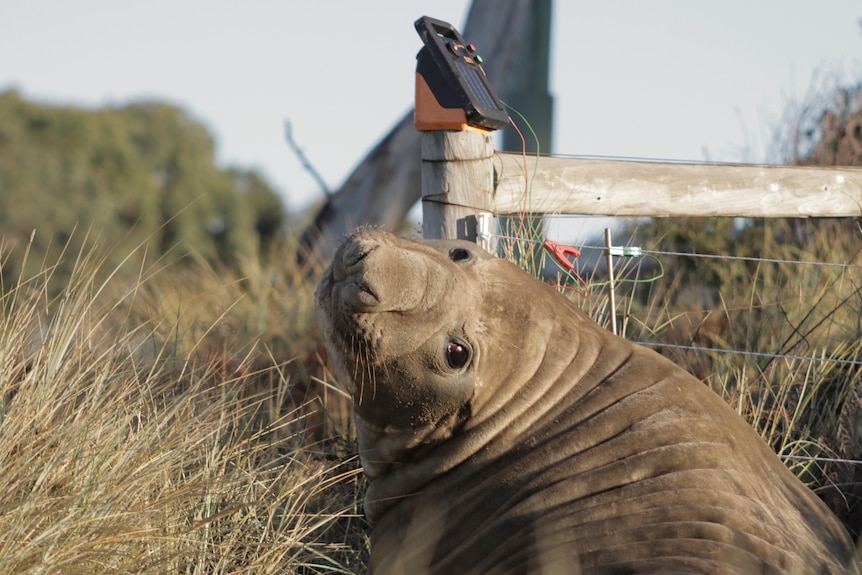 A large seal looking over its shoulder next to an electrified fence.