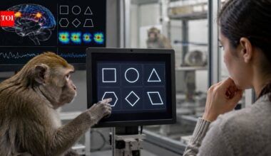 Humans may not be the only primates with geometric intuition as monkeys recognise shapes in remarkably similar ways, study finds |