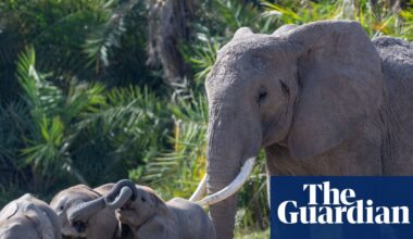 Fifteen elephant deaths at Kenya park may be due to cyanide poisoning | Wildlife