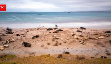 New Zealand is investing $202 million in a mega-operation aimed at restoring three islands destroyed by invasive species, with the help of Maori natives