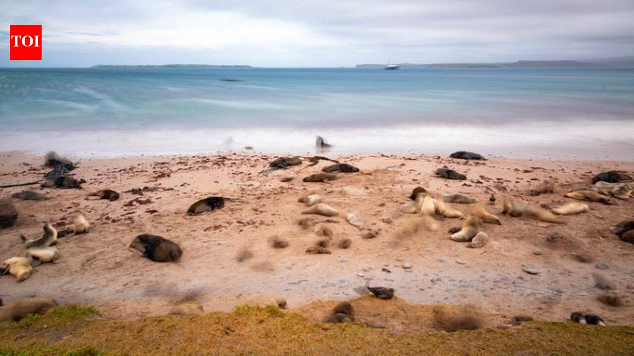 New Zealand is investing $202 million in a mega-operation aimed at restoring three islands destroyed by invasive species, with the help of Maori natives