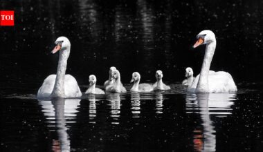 In the late 1800s, America imported mute swans to decorate parks and estates; their descendants later damaged wetlands and displaced native waterbirds | World News