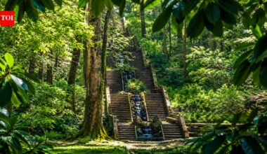 Portugal's ancient Bussaco National Forest has become the Iberian Peninsula's first therapeutic forest, and the reason goes beyond its trees | World News