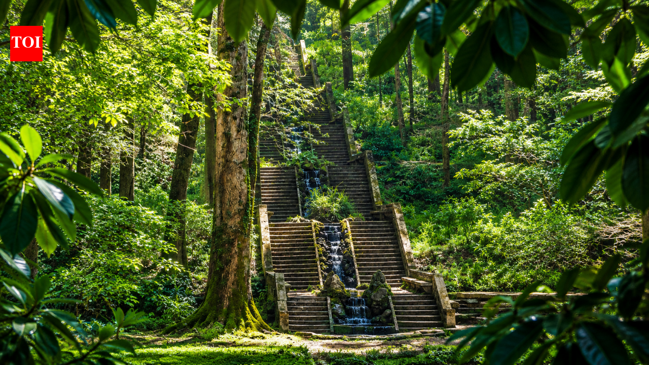 Portugal's ancient Bussaco National Forest has become the Iberian Peninsula's first therapeutic forest, and the reason goes beyond its trees | World News