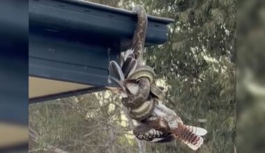 Hang on: kookaburra firmly in python's grip in Queensland