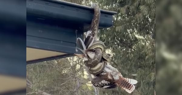 Hang on: kookaburra firmly in python's grip in Queensland