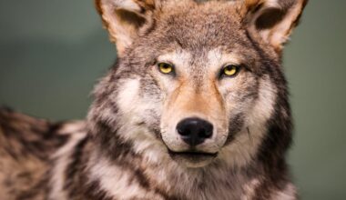 Meet the gray wolf: How the largest member of the dog family has evolved