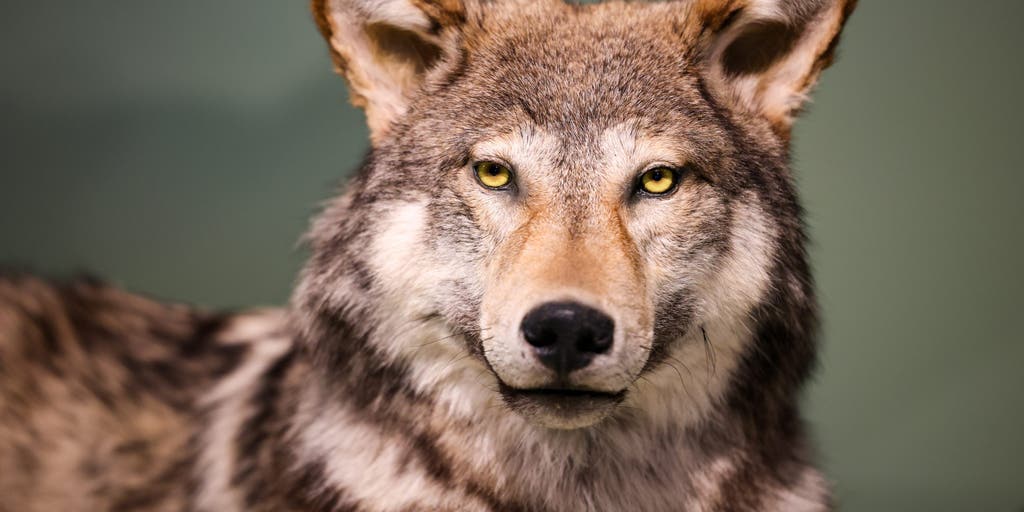 Meet the gray wolf: How the largest member of the dog family has evolved