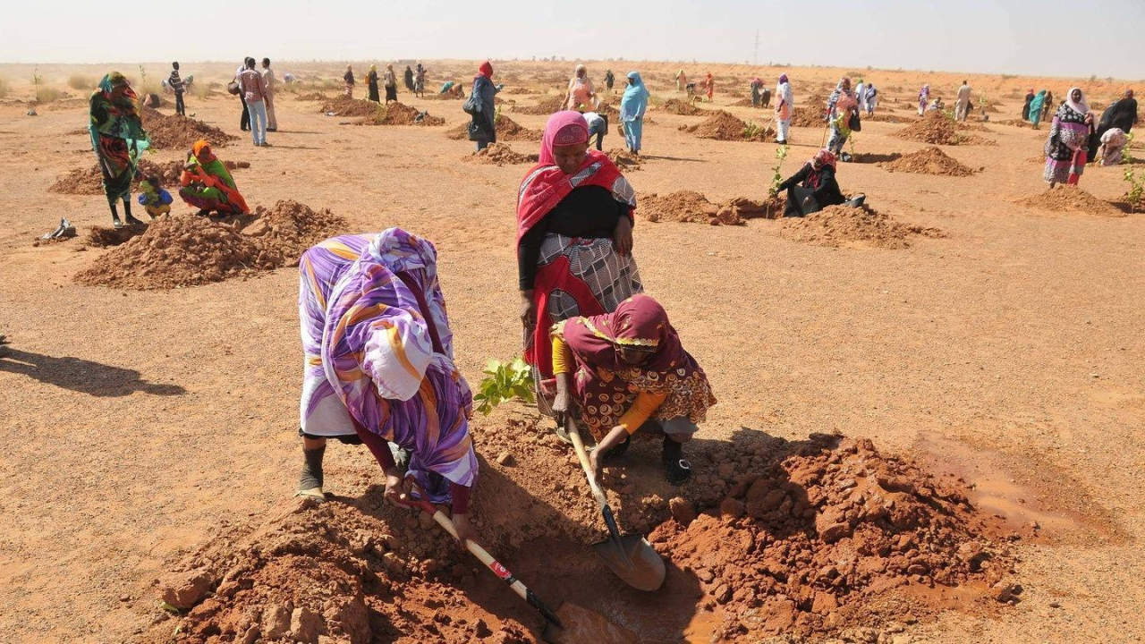 Communities dig water-harvesting pits to restore degraded land and improve soil moisture in the Sahel.