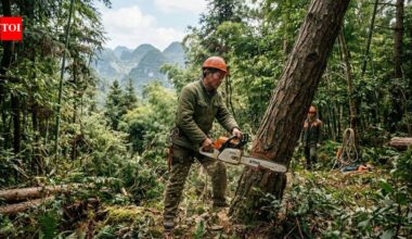 From 1990 to 2020, China gained 447,500 sq km of planted forest but lost 219,100 sq km of natural forest; by 2020, only 9.6% remained fully intact