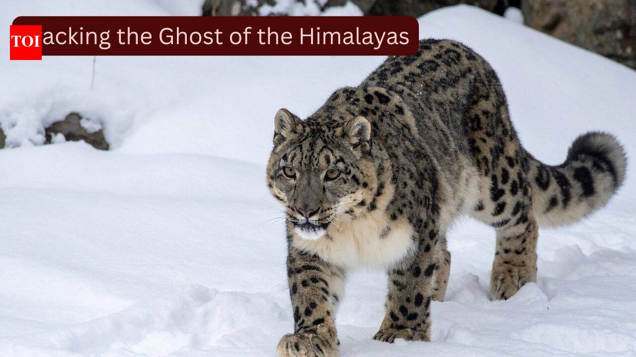 Snow Leopards: Scientists fitted GPS collars on four elusive snow leopards, known as the 'Ghosts of the Himalayas,' to uncover their secret lives; the breakthrough could transform wildlife tourism