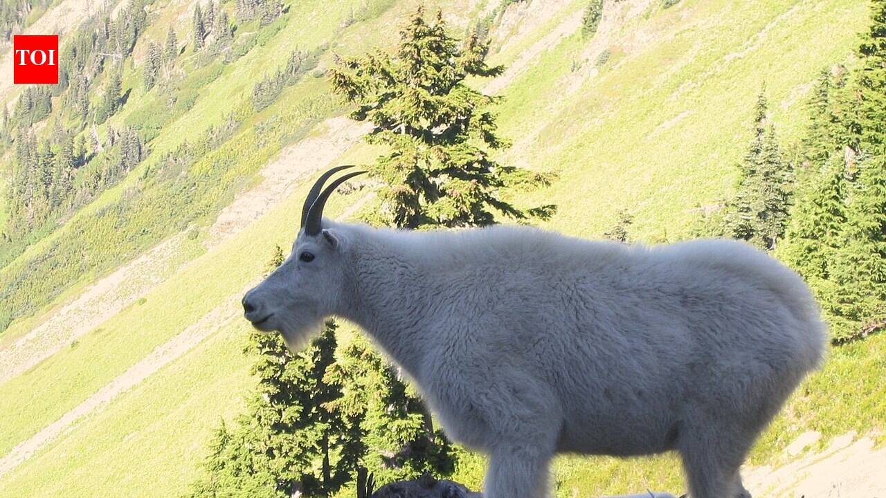 In the 1920s, Washington introduced mountain goats for hunting; the herd grew and damaged rare alpine plants and soils | World News