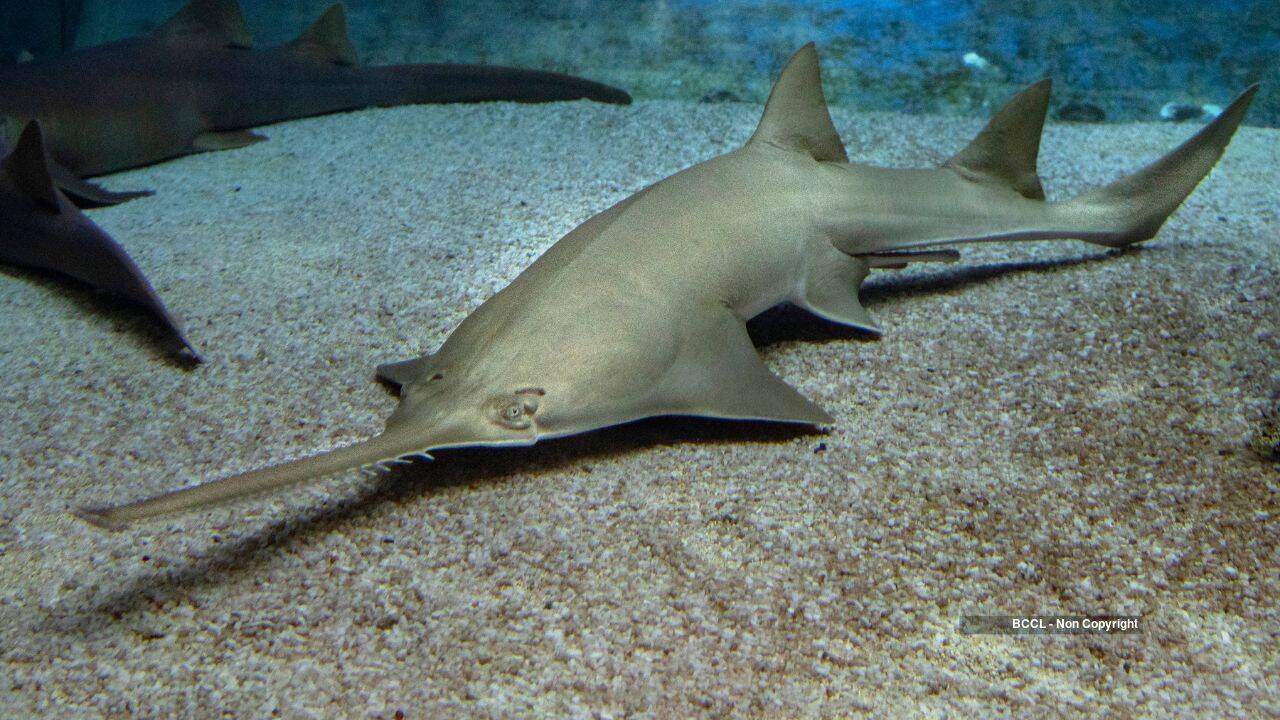 Sawfish Sawfish